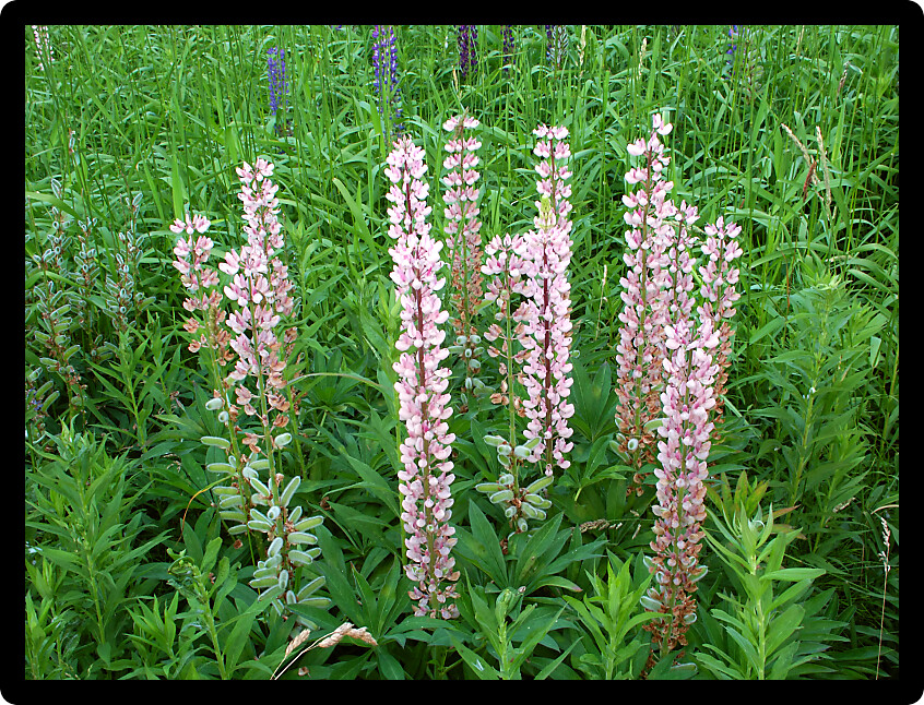Beautiful blooms of wild Lupine in a prairie of northern Michigan.