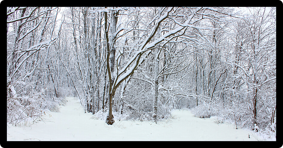 Hiking trail though a winter wonderland in northern Illinois.
