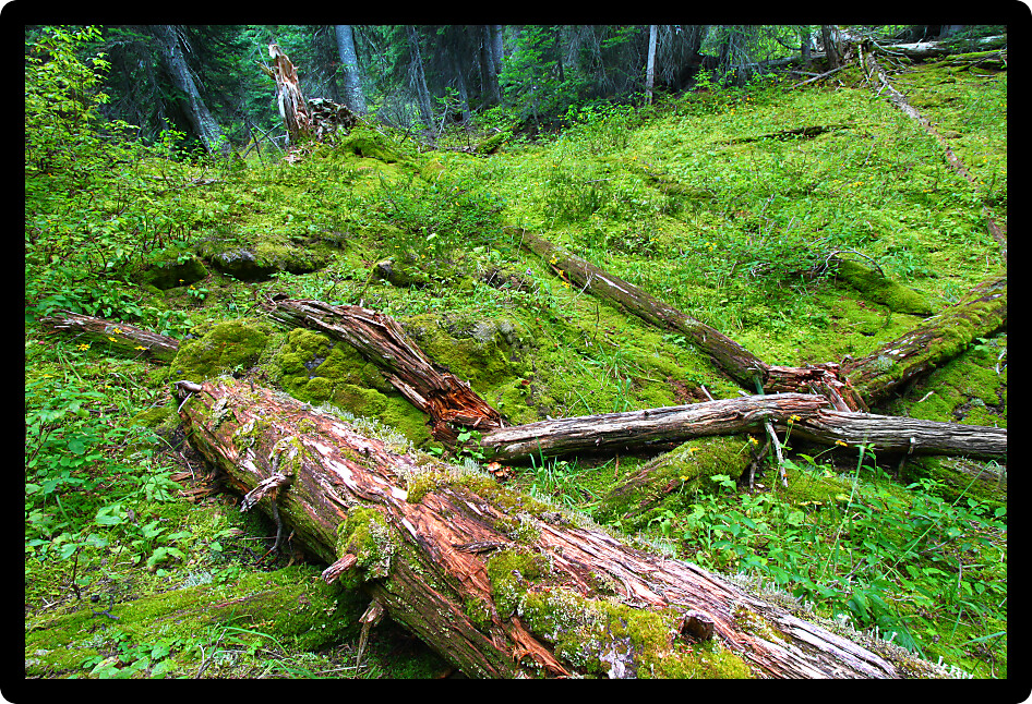 Forest floor of Yoho National Park in British Columbia Canada.