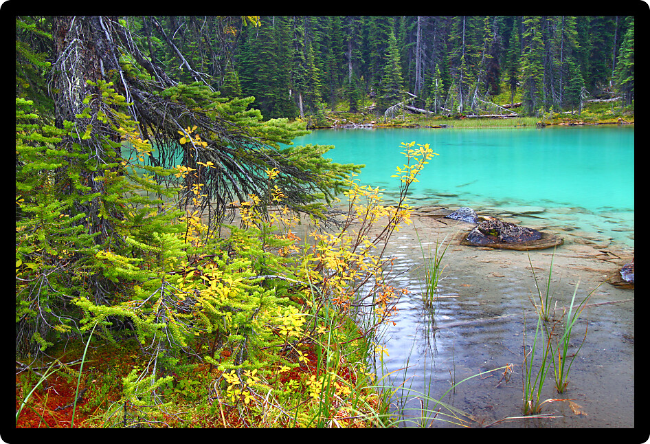Lovely turquoise colored pond in Yoho National Park of British Columbia.