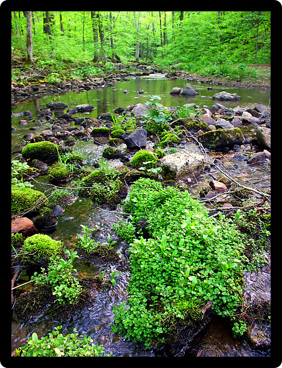Stream flows through a dense woodland at Baxters Hollow State Natural Area in southern Wisconsin.