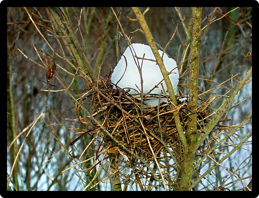 Snow fills a bird nest at Kinnikinnick Creek Conservation Area in Illinois.