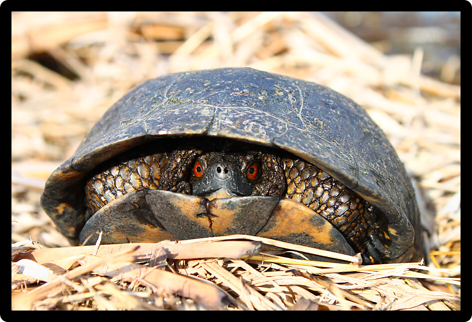 Blandings Turtle (Emydoidea blandingii) is considered an endangered species in the state of Illinois.