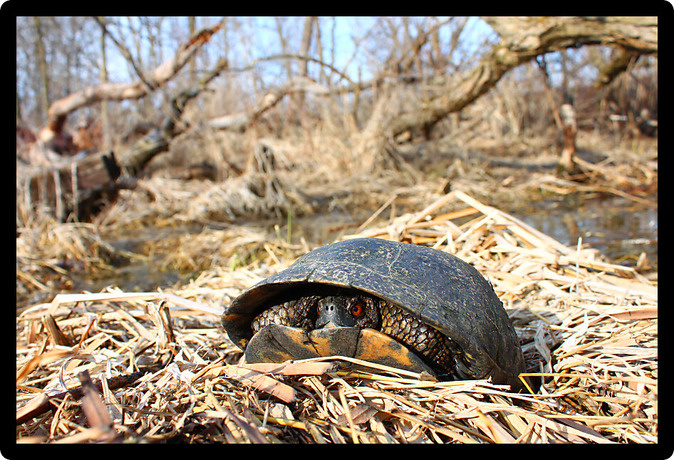 Blandings Turtle (Emydoidea blandingii) is considered an endangered species in the state of Illinois.