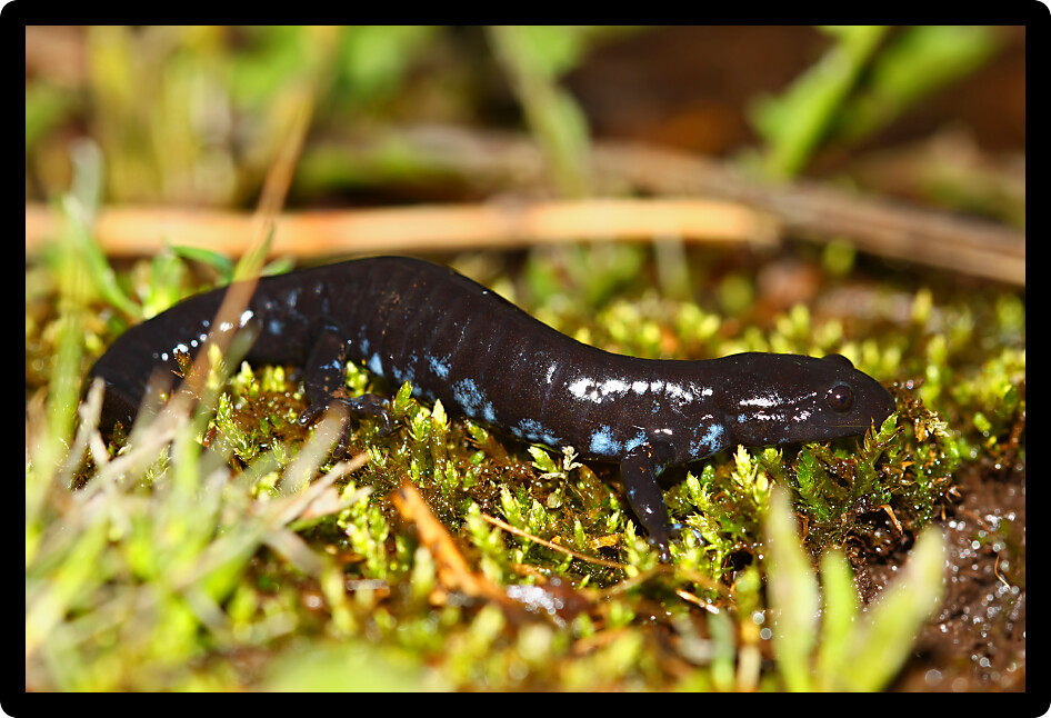Blue-spotted Salamander (Ambystoma laterale) amongst moss in Illinois.