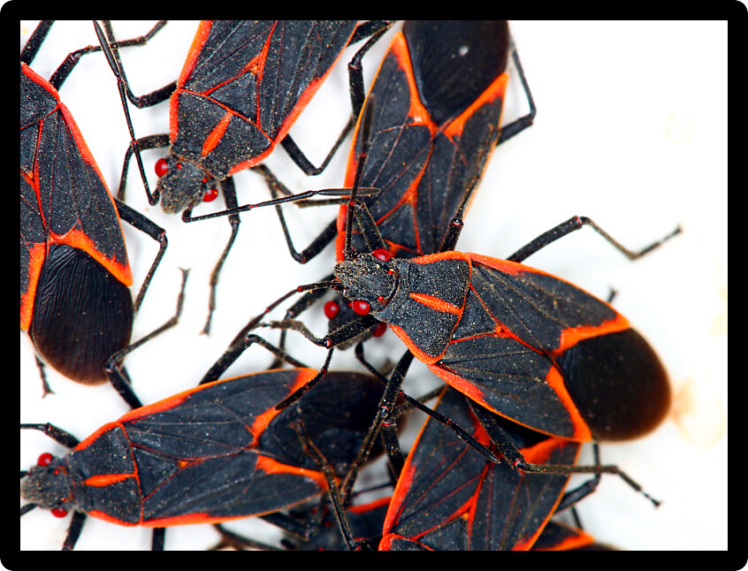 Gathering of Boxelder Bugs (Boisea trivittata) on a spring day in Illinois.