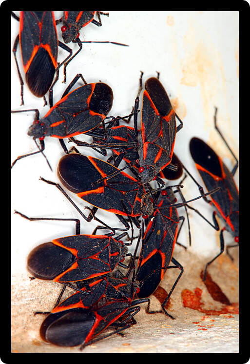 Gathering of Boxelder Bugs (Boisea trivittata) on a spring day in Illinois.