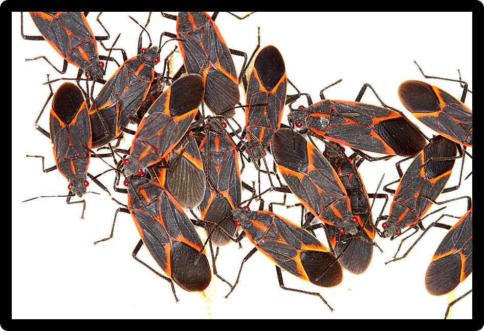Gathering of Boxelder Bugs (Boisea trivittata) on a spring day in Illinois.