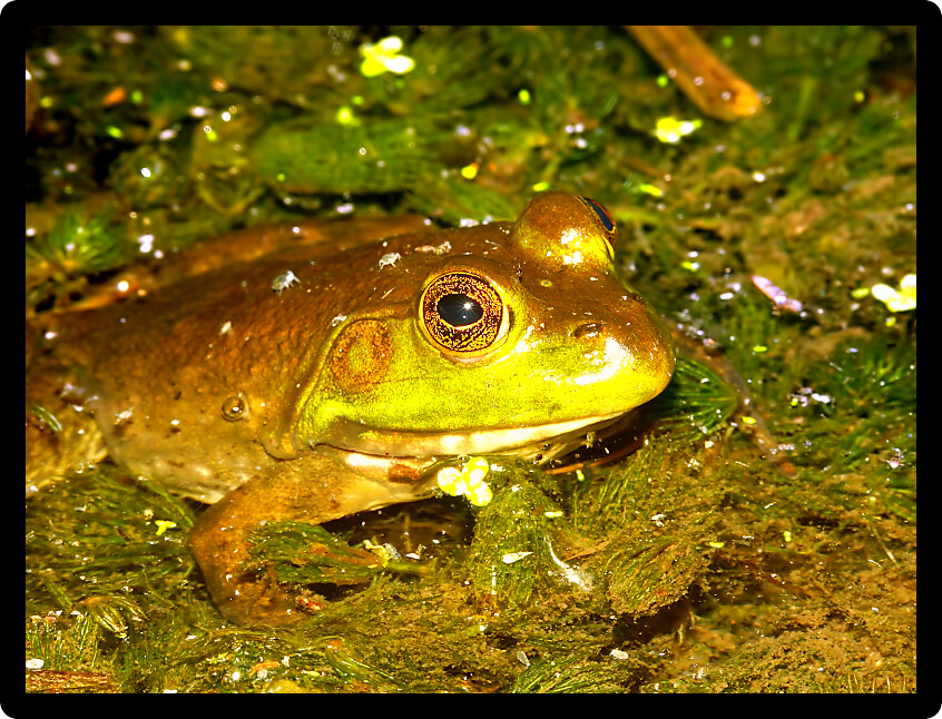 Bullfrog (Rana catesbeiana) in a pond of Wisconsin.