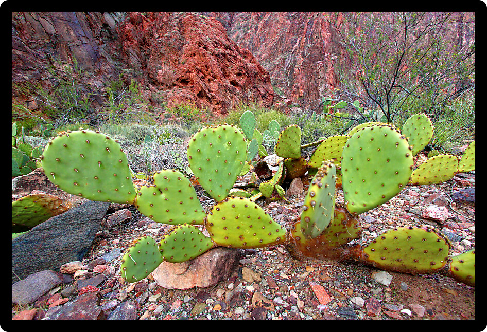Cactus at the bottom of the Grand Canyon in Arizona.