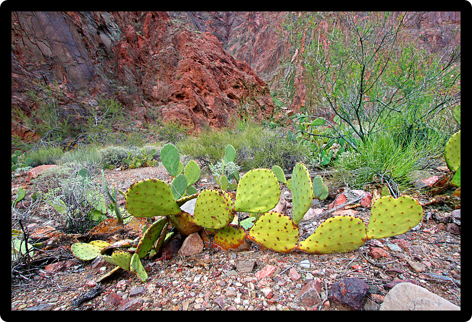 Cactus at the bottom of the Grand Canyon in Arizona.