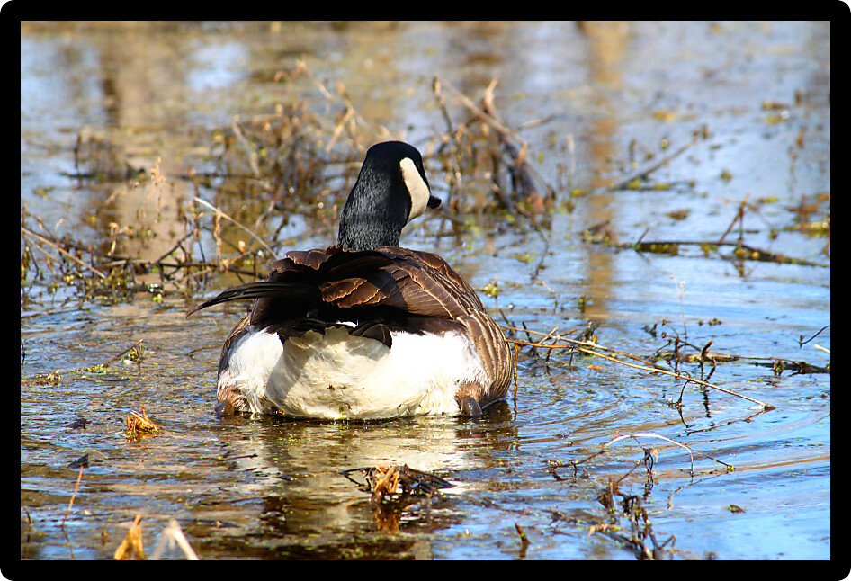 Canada Goose (Branta canadensis) in a wetland of northern Illinois.