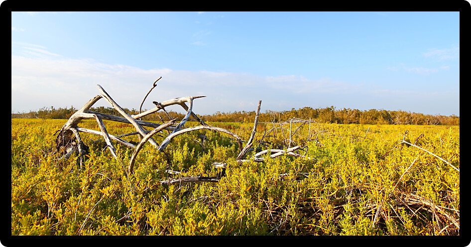 Coastal prairie of Everglades National Park dominated by saltwort (Batis Maritima)