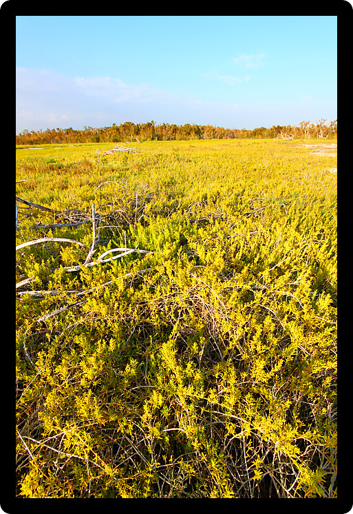 Coastal prairie of Everglades National Park dominated by saltwort (Batis Maritima)