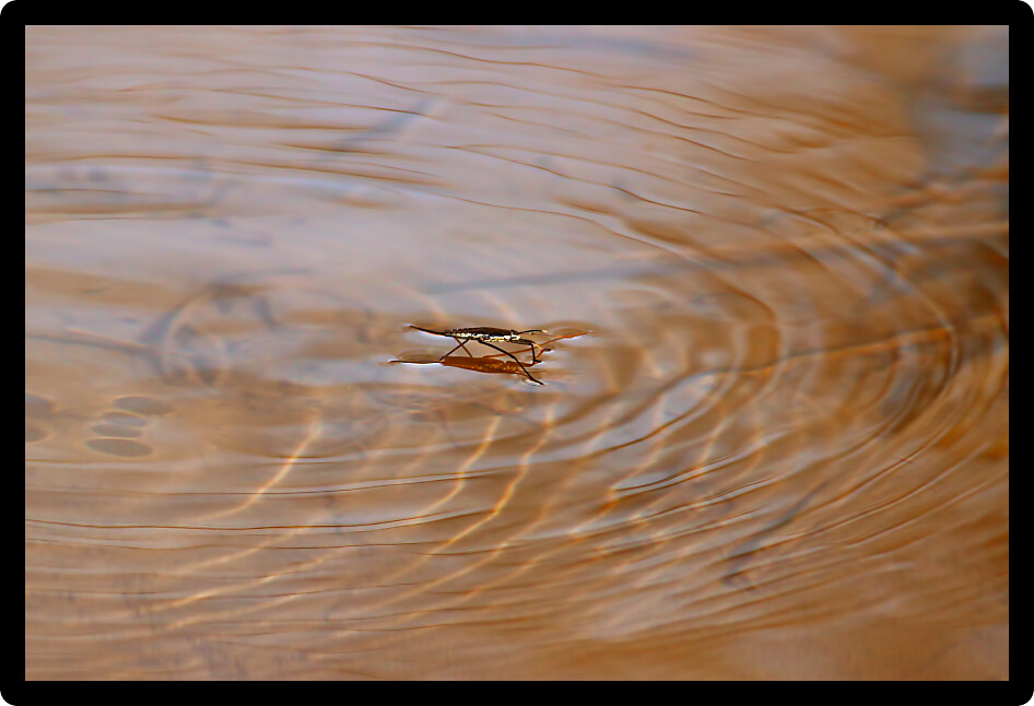 Common Water Strider (Gerris regimis) in a wetland of northern Illinois.