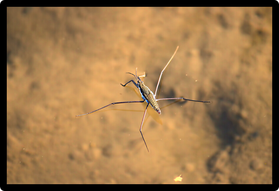 Common Water Strider (Gerris regimis) in a wetland of northern Illinois.