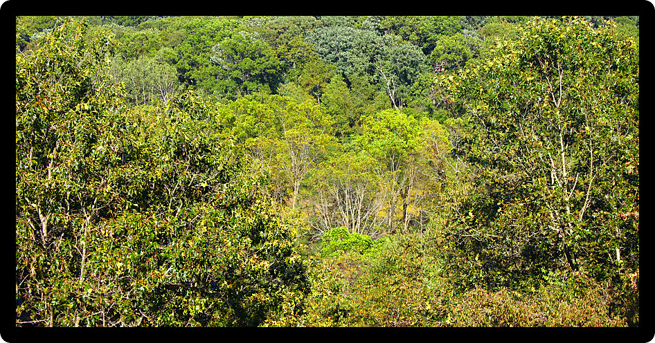 Panoramic background of a dense forest at Castle Rock State Park of Illinois.