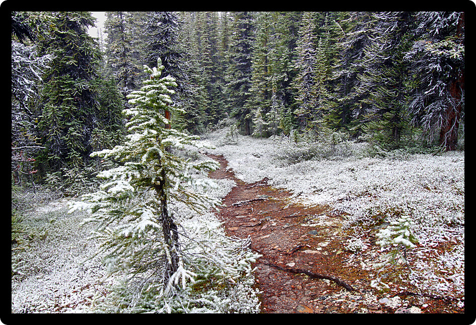 Snow falls on an autumn day along a narrow trail of Jasper National Park.