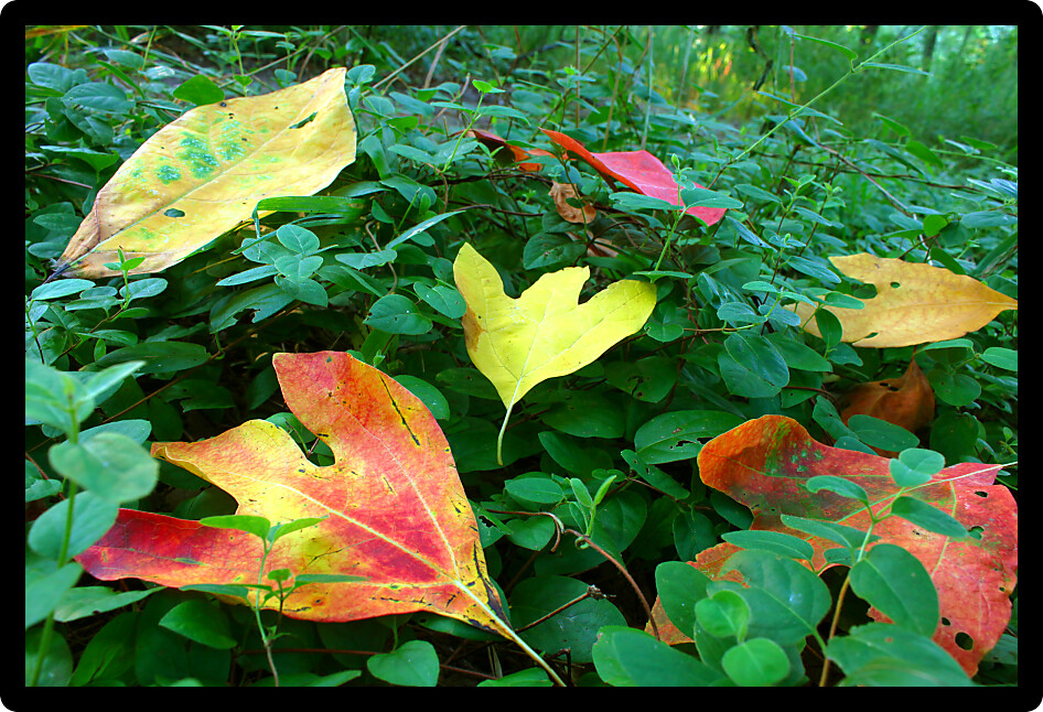 First colorful leaves of autumn fallen on the green understory of Eldon Hazlet State Park in Illinois.