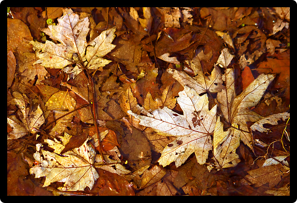 Fallen leaves covered in spring rainfall in an Illinois forest.