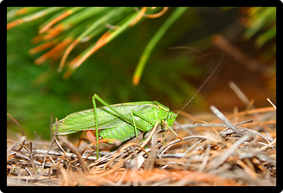 Fork-tailed Bush Katydid (Scudderia furcata) in the Northern Highland American Legion State Forest of Wisconsin.