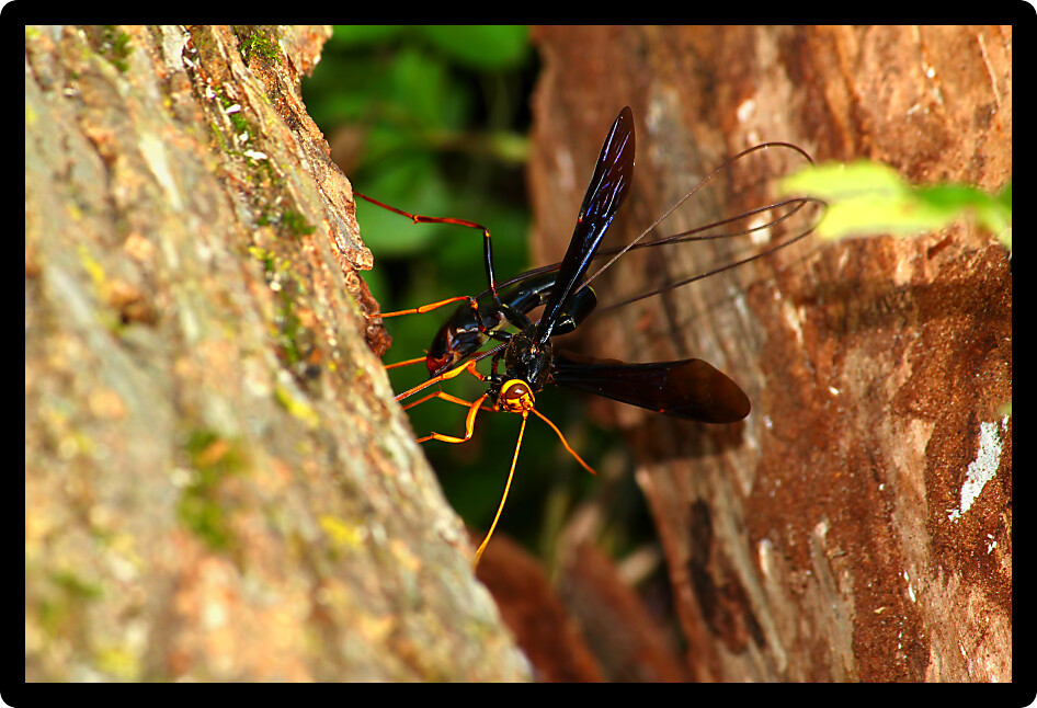 Giant Ichneumon Wasp (Megarhyssa atrata) depositing eggs into a wood tunnel with its distinctly long ovipositor.