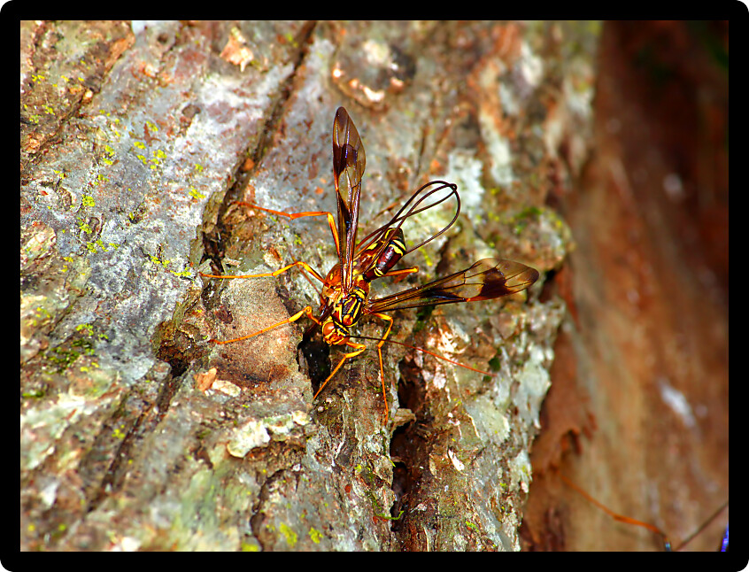 Giant Ichneumon Wasp (Megarhyssa macrurus) depositing eggs into a wood tunnel with its distinctly long ovipositor.