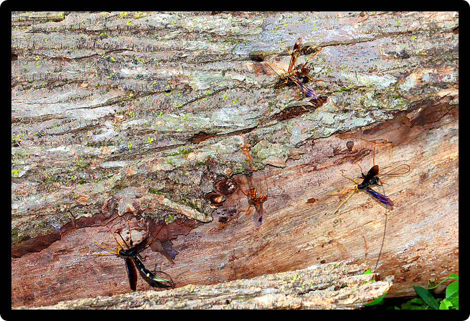 Giant Ichneumon Wasp depositing eggs into a wood tunnel with its distinctly long ovipositor.