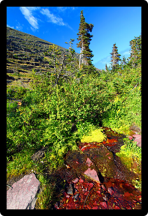 Small stream flows down a heavily vegetated hillside in Glacier National Park.