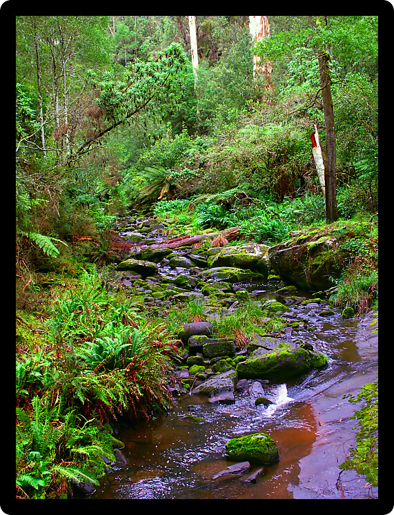 Calm stream in the rainforests of the Great Otway National Park of southern Victoria Australia.