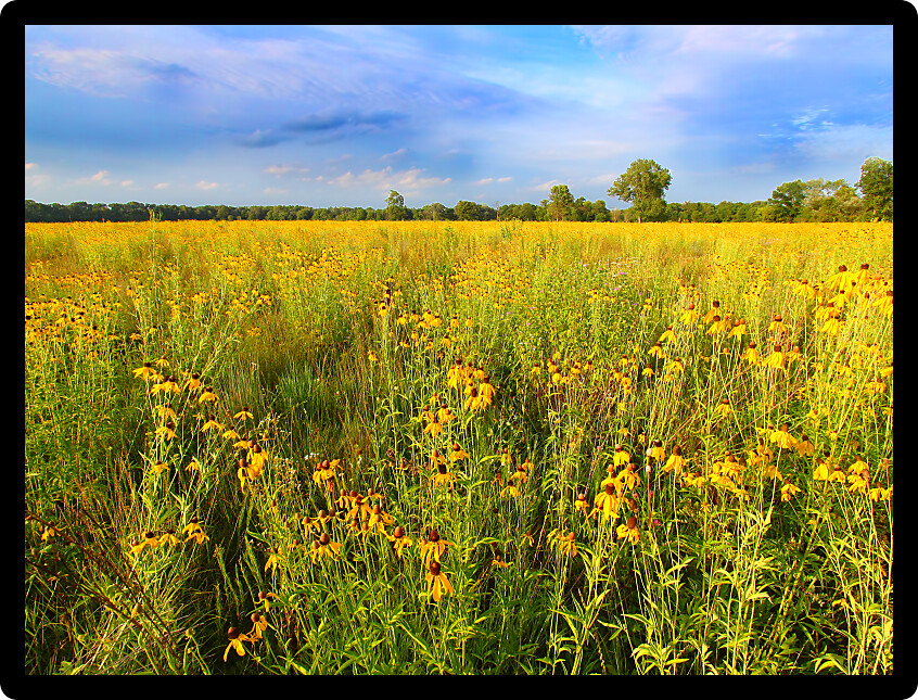 Prairie flowers bloom in vibrant sunlight in northern Illinois.