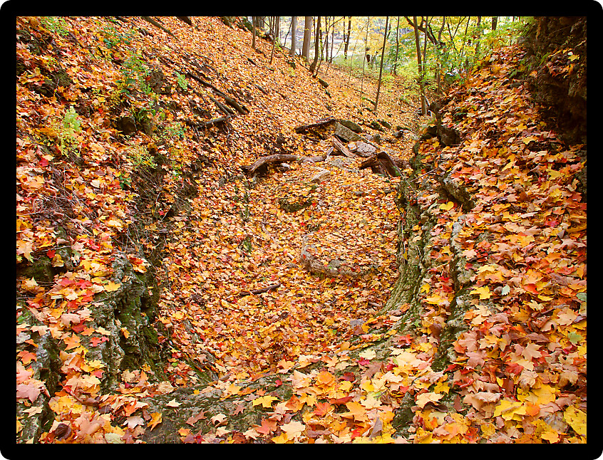 Autumn leaves blanket the landscape of Kishwaukee Gorge Forest Preserve in Illinois.