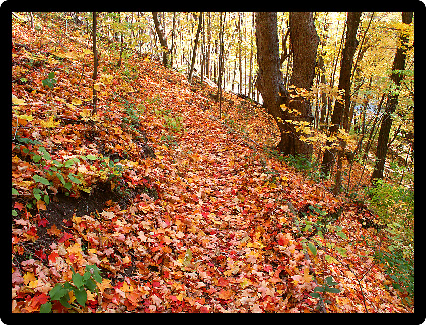 Hiking trail through autumn leaves at Kishwaukee Gorge Forest Preserve in Illinois.
