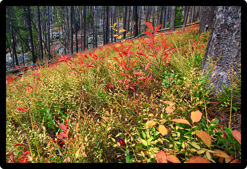 Autumn colors in the Lewis and Clark National Forest of central Montana.