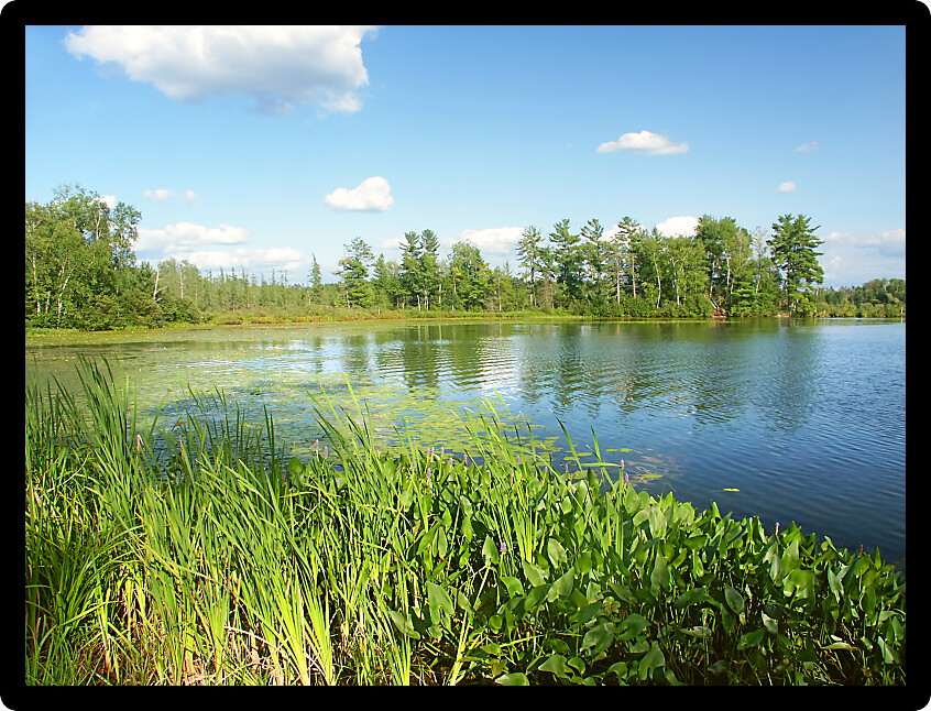 Emergent aquatic vegetation along Little Bearskin Lake of northwoods Wisconsin.
