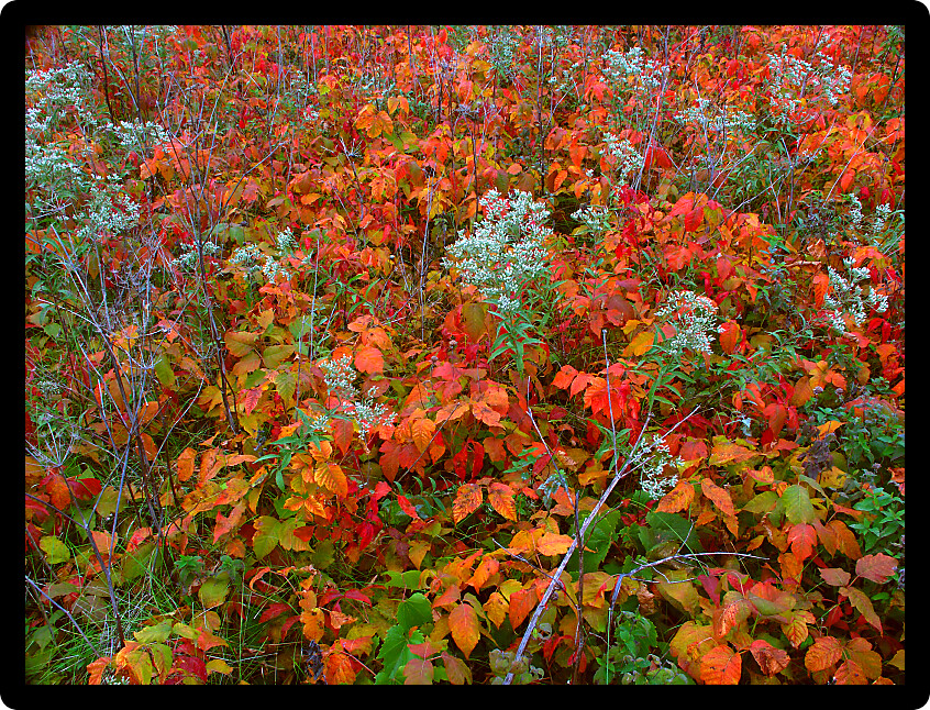Colorful leaves create a pretty scene in northern Illinois.