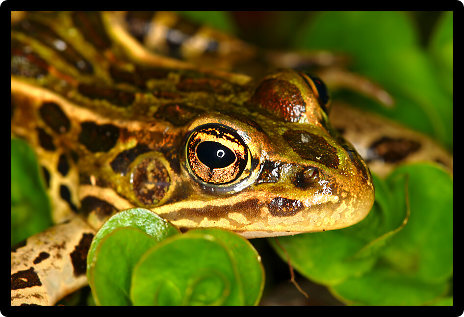 Northern Leopard Frog (Rana pipiens) inhabiting a nature area of northern Illinois.