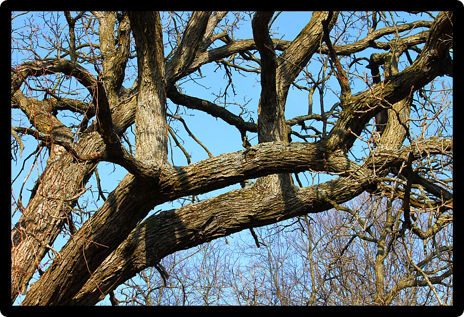 Oak tree limbs stretch in the sky in Illinois.