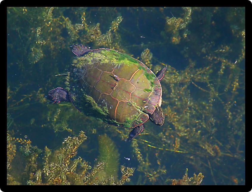 Painted Turtle (Chrysemys picta) swims on the surface of a small pond in Illinois.