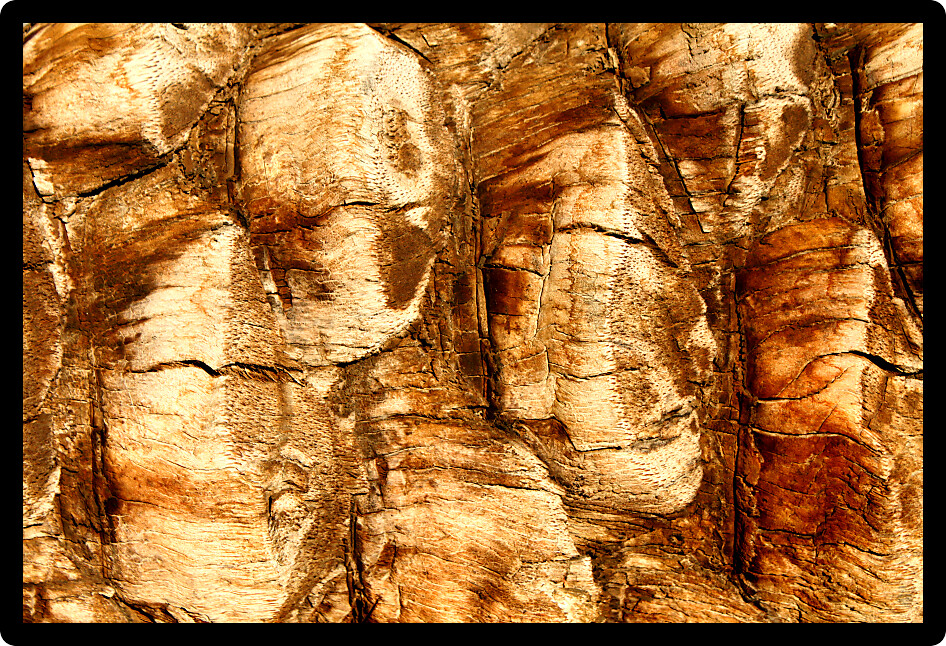 Background of palm tree bark in sunlight.
