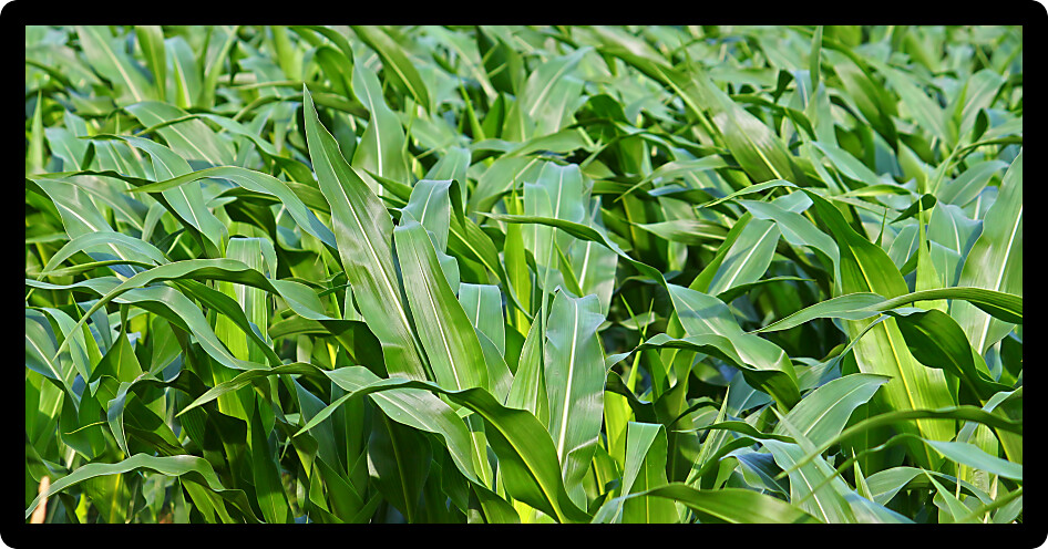 Panoramic background image of an Illinois cornfield.