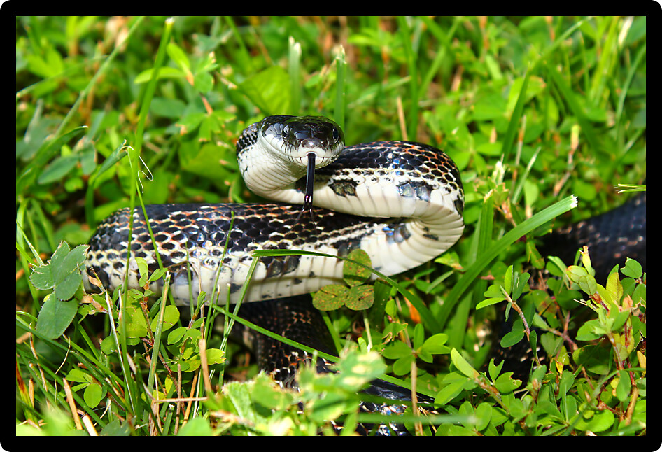 Rat Snake on a summer day in an Illinois natural area.
