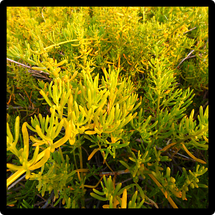 Saltwort (Batis maritima) found in the coastal prairie of Everglades National Park in Florida.