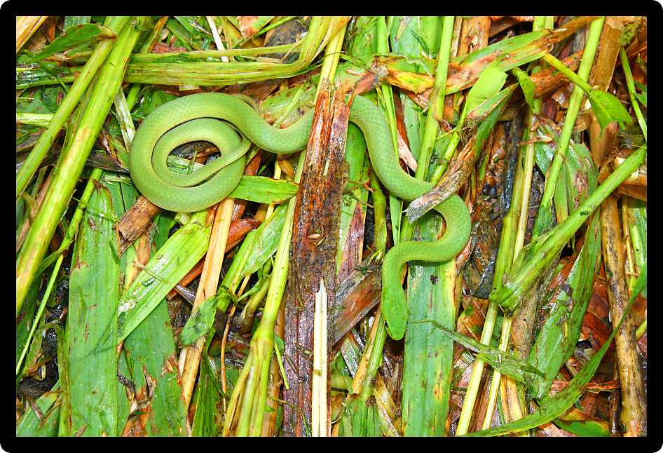 Smooth Green Snake (Opheodrys vernalis) in Illinois camouflaged in grass.