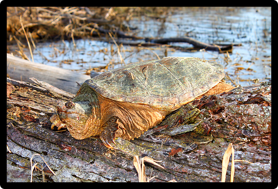 Basking Snapping Turtle (Chelydra serpentina) on a warm spring day in Illinois.
