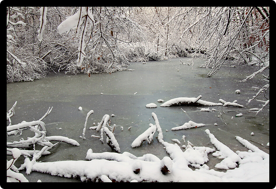 Frozen wetland in a forest of northern Illinois.