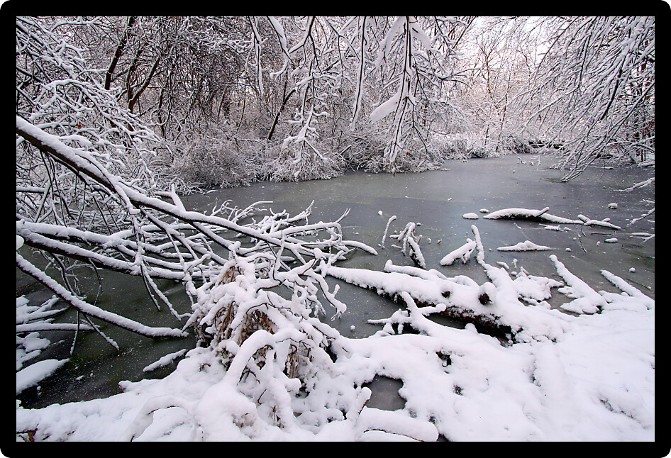 Frozen wetland in a forest of Rock Cut State Park in Illinois.
