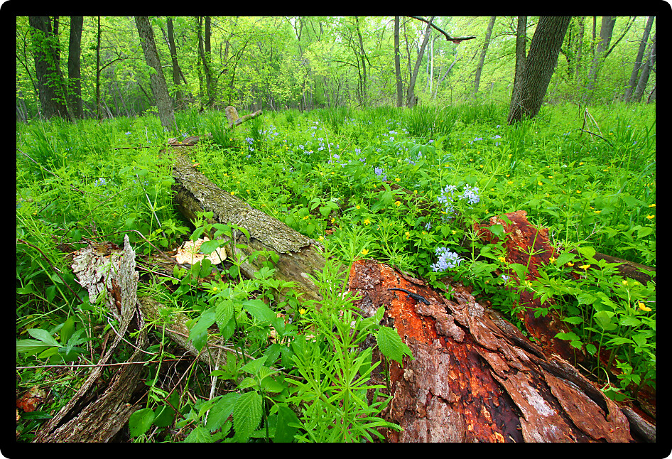 Beautiful spring wildflowers at Colored Sands Forest Preserve of northern Illinois.