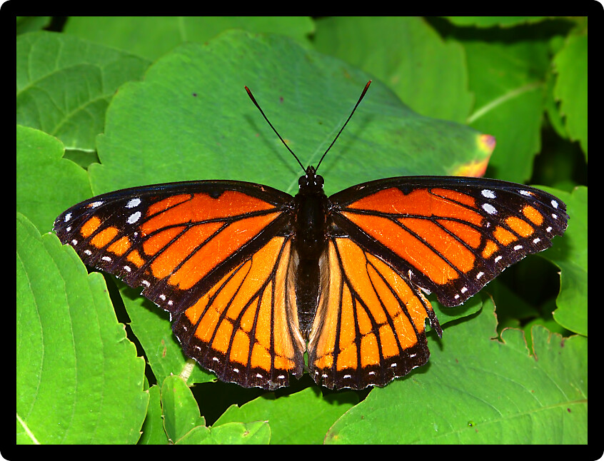 Viceroy Butterfly (Limenitis archippus) on vegetation in northern Illinois.