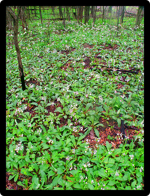 Volo Bog is a beautiful State Natural Area of northern Illinois.